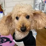 がっちゃん