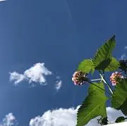 空の画像