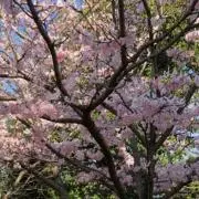 さくらの画像