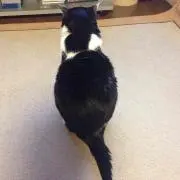 あぴゃ