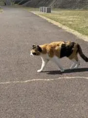 ミケ猫