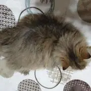 紅音