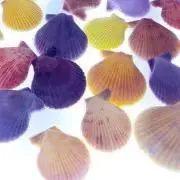 ポポラスの画像