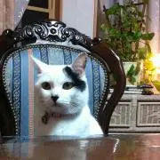 セシル