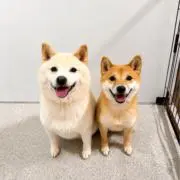 きりたんぽの画像