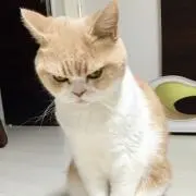 猫まるの画像