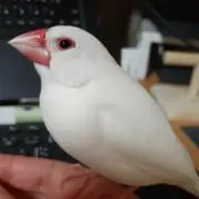 ジャバの画像