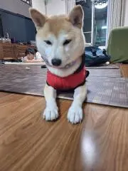 Azukiの画像