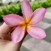 Lilyの画像