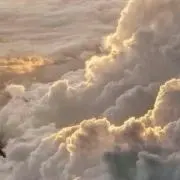 Cocoの画像