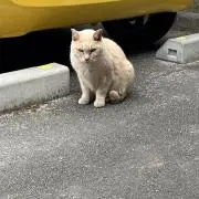 つつ