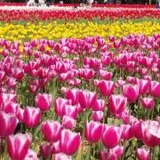 こた★プロフ読んで！！！の画像