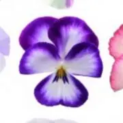 パンジーの画像