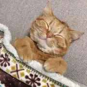 ちーるる