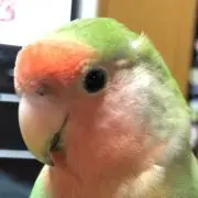 ますちゃん