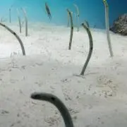 こうめの画像