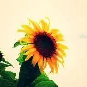 花の画像