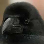 710の画像
