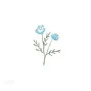 maa【プロフ必読】の画像