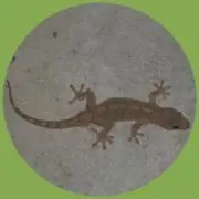 ゲッコーの画像