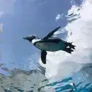 Cabo Waboの画像