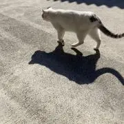 ゆひ