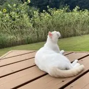Sachi