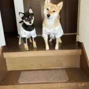 みんみんの画像