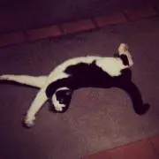 つなの画像