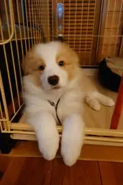こずりんご