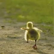 ぴよりん