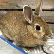 きなこ　プロフ確認願います（^人^）の画像