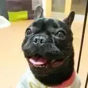 NORIの画像