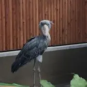きゃらぶき　☆即購入OK☆の画像