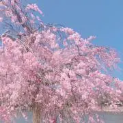 ゆーの画像