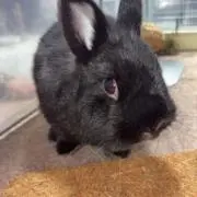 ダイアの画像