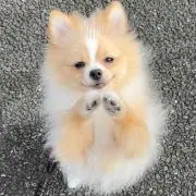 まるちゃんの画像