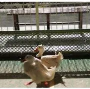 okamiioの画像