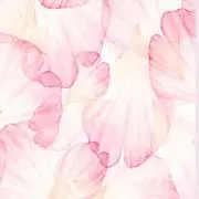 Chimiの画像
