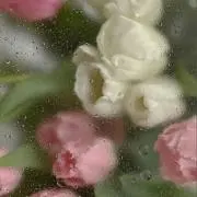 綾の画像