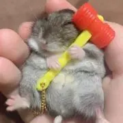 もるもるの画像
