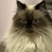 マキロン