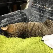 まーる