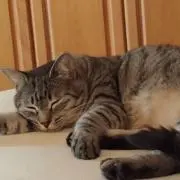 さほの画像