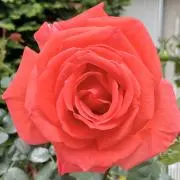 さまー●プロフ必読