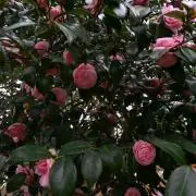 maru.の画像
