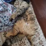 にゃんこの画像