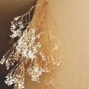 なかむらの画像