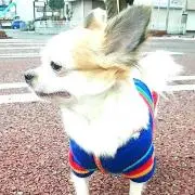 りんご