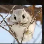 ミニモモンガの画像